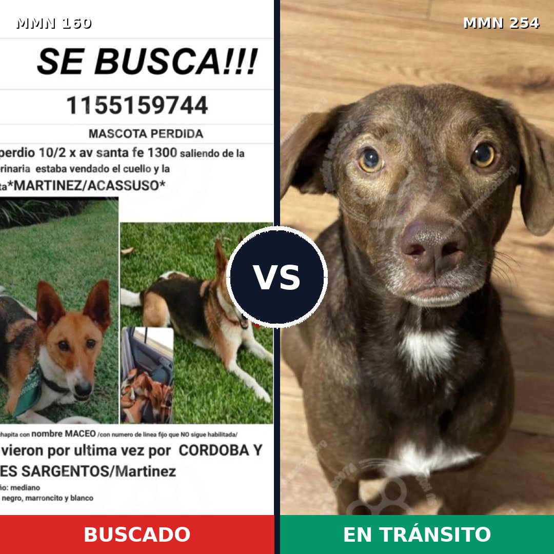 Comparativa MMS 3836: mascota perdida y mascota encontrada, 47% de similitud