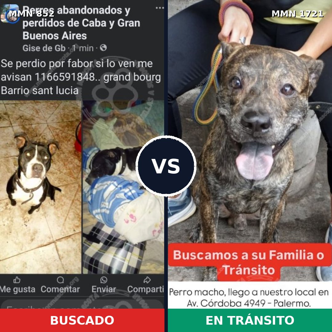Comparativa MMS 38360: mascota perdida y mascota encontrada, 42% de similitud