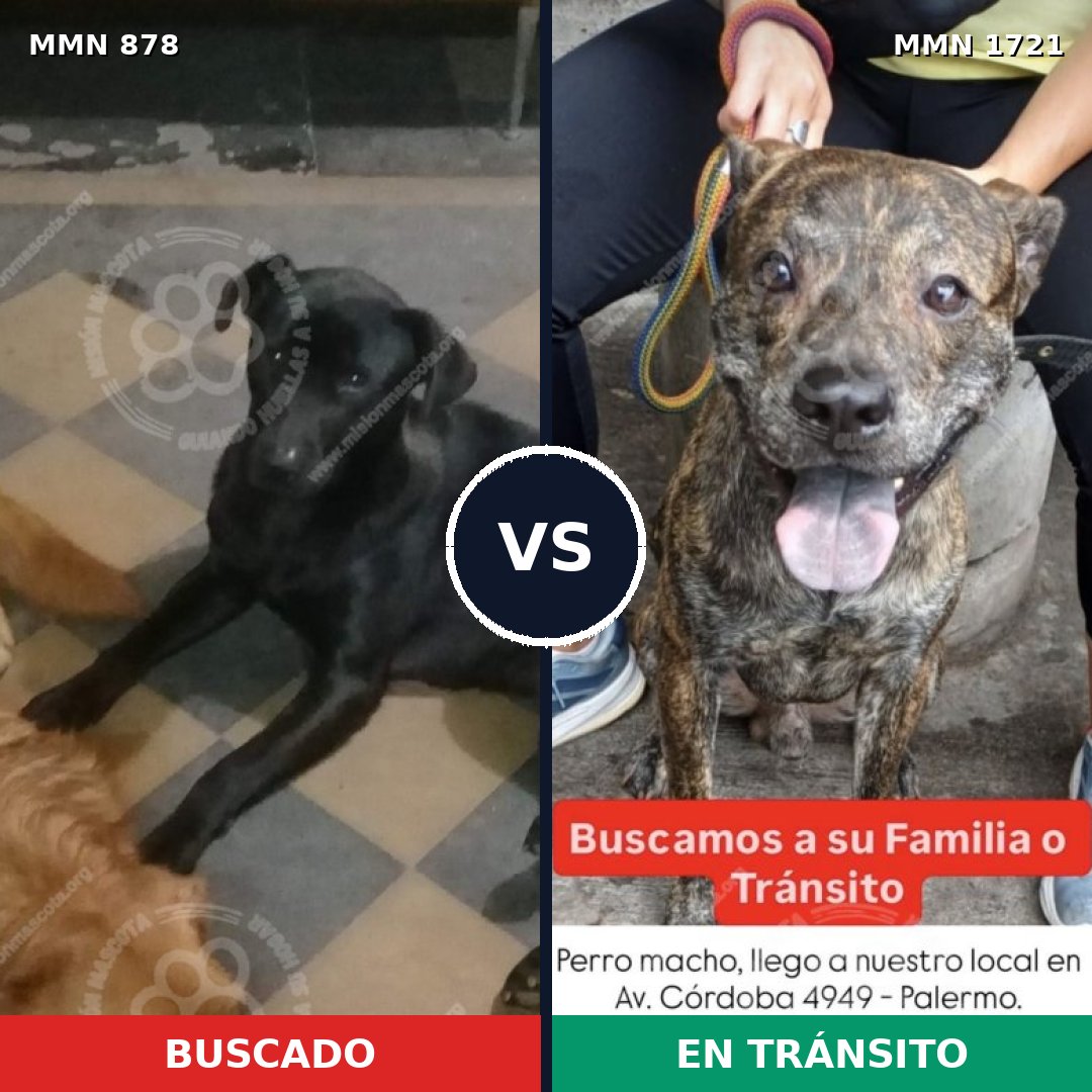 Comparativa MMS 38361: mascota perdida y mascota encontrada, 54% de similitud