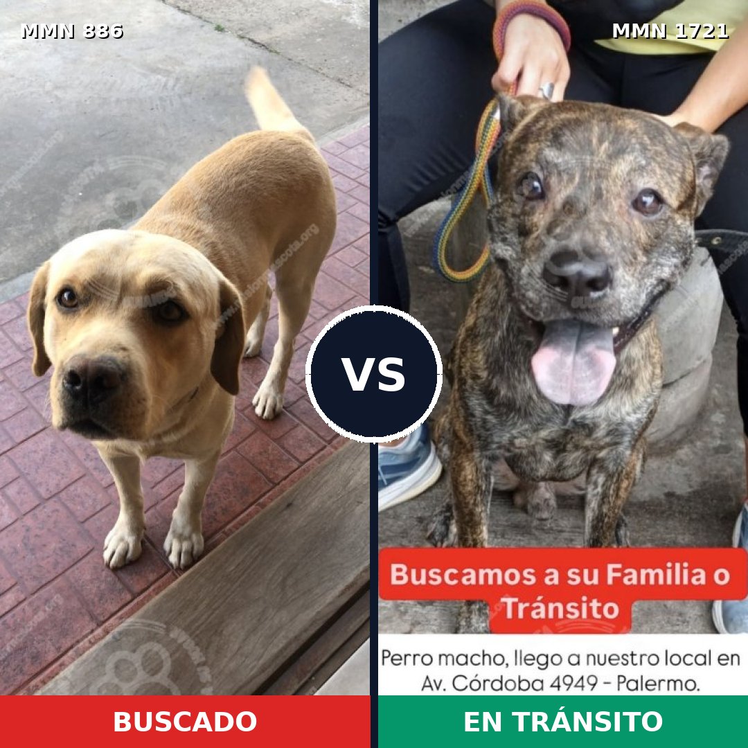 Comparativa MMS 38362: mascota perdida y mascota encontrada, 42% de similitud