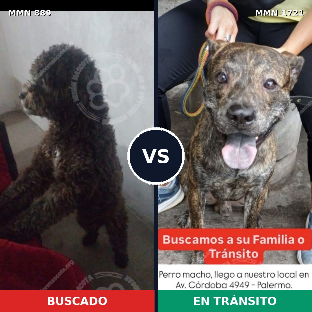 Comparativa MMS 38363: mascota perdida y mascota encontrada, 44% de similitud