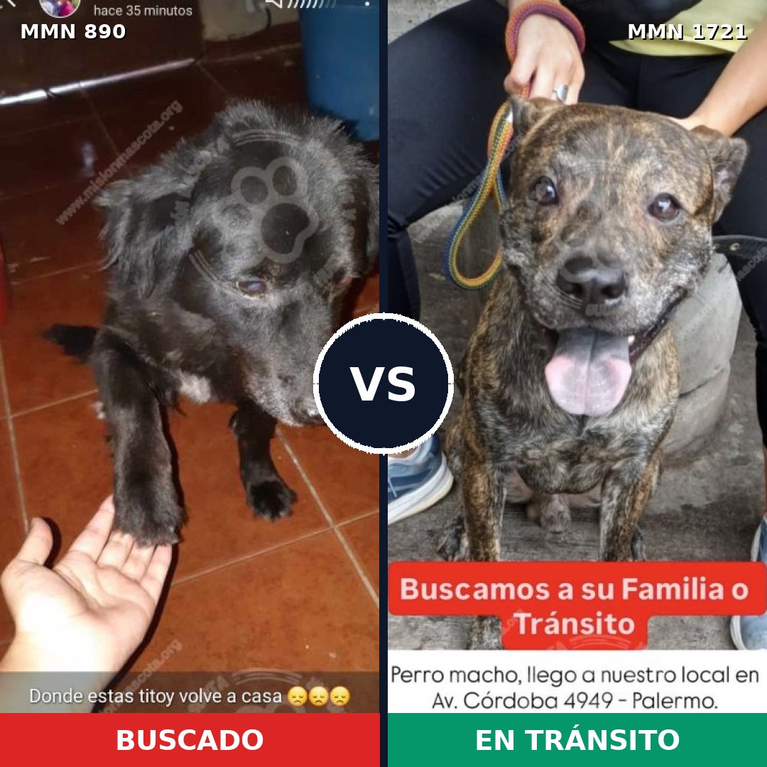 Comparativa MMS 38364: mascota perdida y mascota encontrada, 42% de similitud