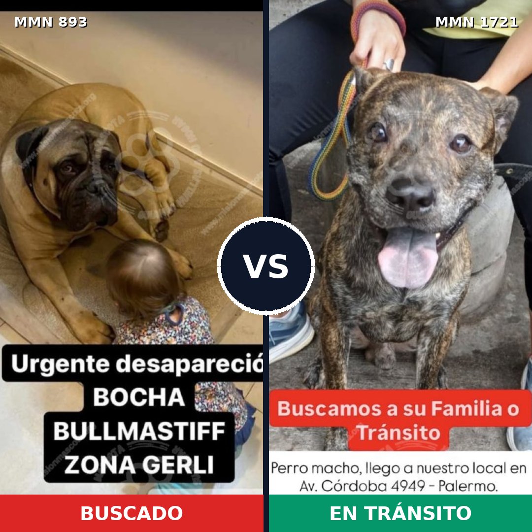 Comparativa MMS 38365: mascota perdida y mascota encontrada, 33% de similitud