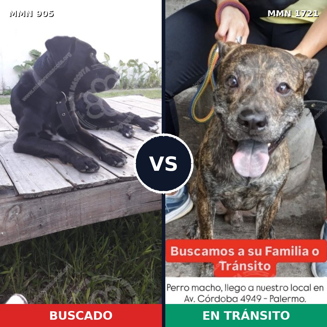 Comparativa MMS 38366: mascota perdida y mascota encontrada, 77% de similitud
