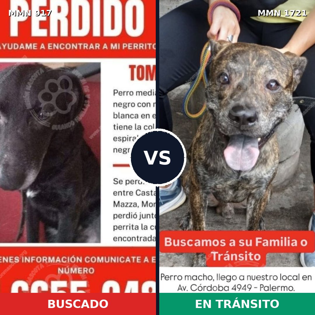 Comparativa MMS 38367: mascota perdida y mascota encontrada, 52% de similitud