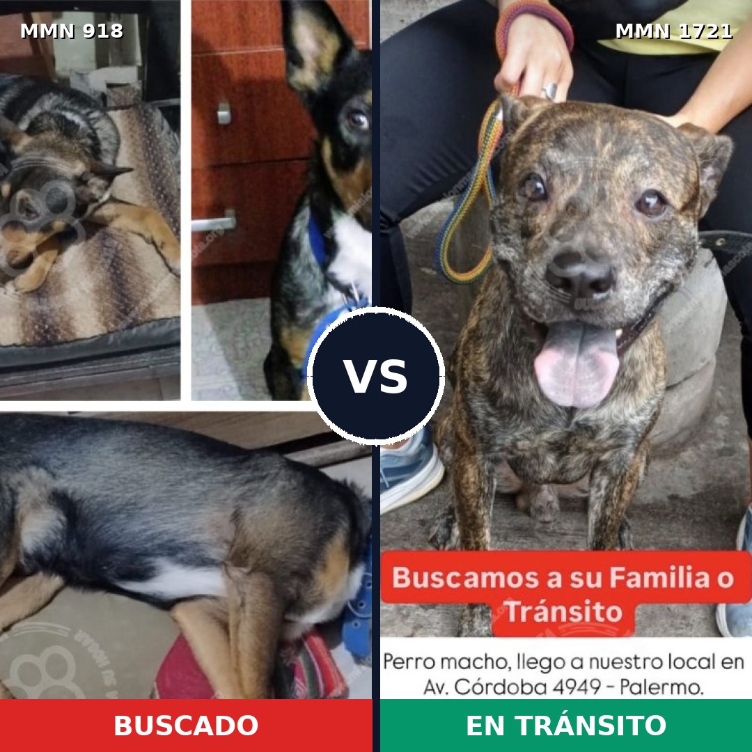 Comparativa MMS 38368: mascota perdida y mascota encontrada, 46% de similitud