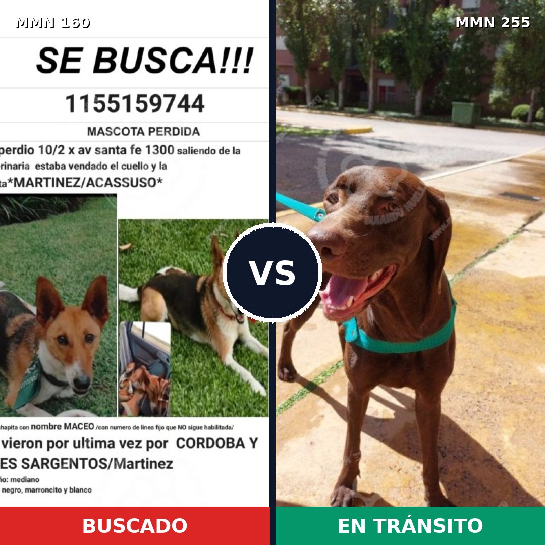 Comparativa MMS 3837: mascota perdida y mascota encontrada, 8% de similitud