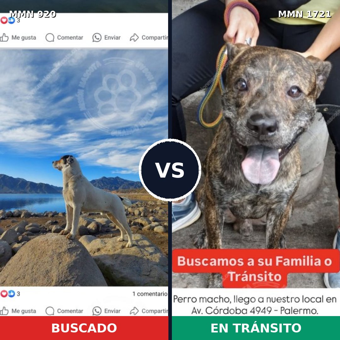 Comparativa MMS 38370: mascota perdida y mascota encontrada, 28% de similitud
