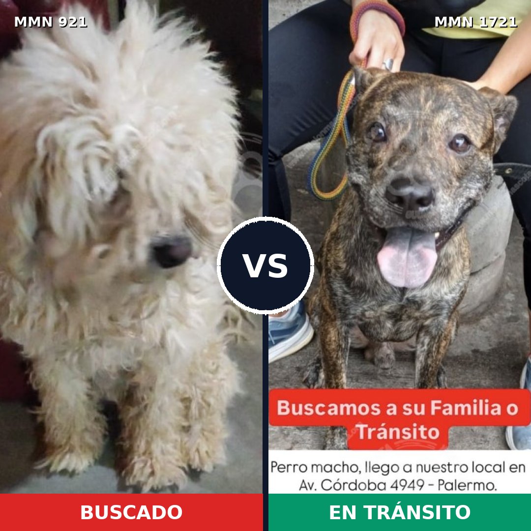 Comparativa MMS 38371: mascota perdida y mascota encontrada, 30% de similitud