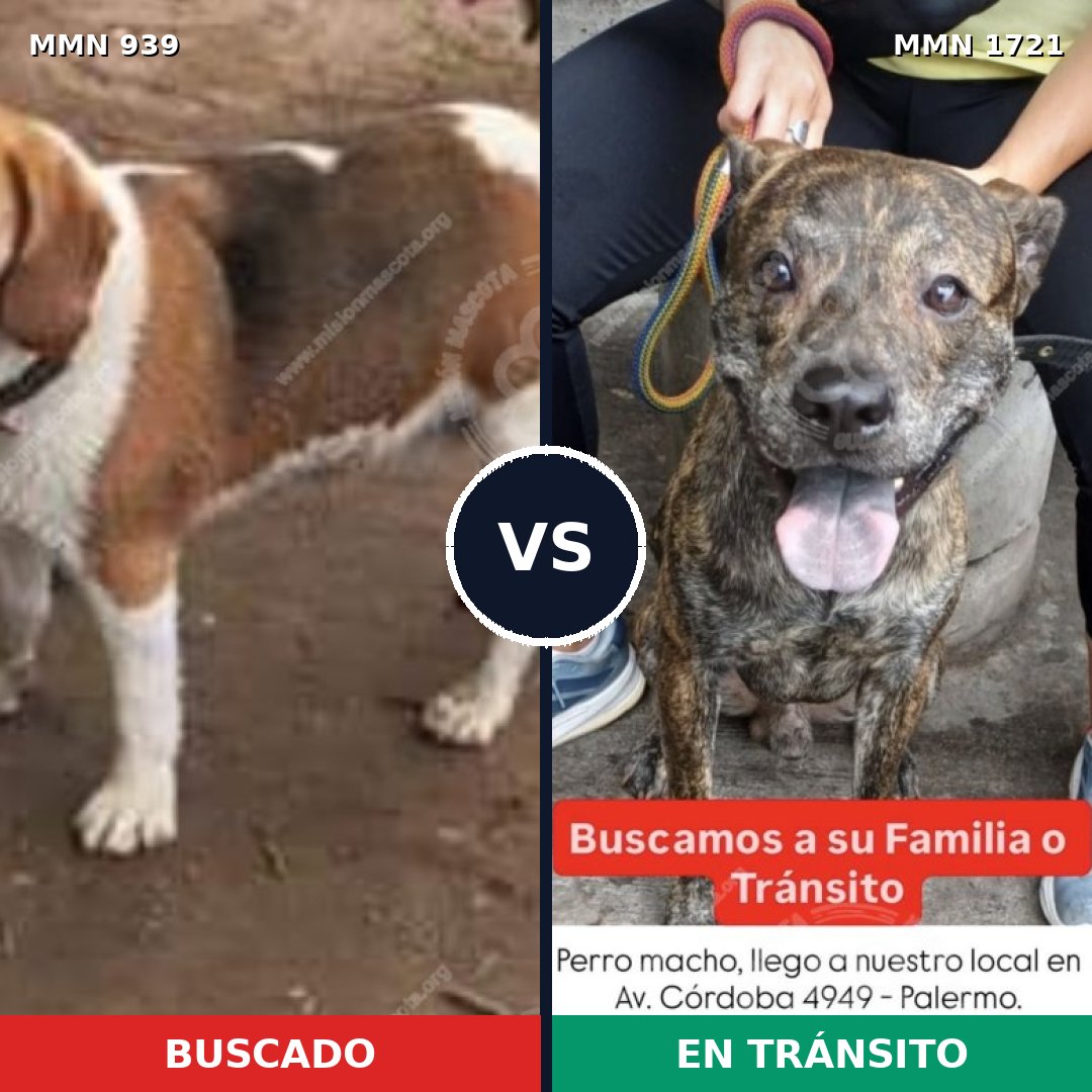 Comparativa MMS 38372: mascota perdida y mascota encontrada, 45% de similitud