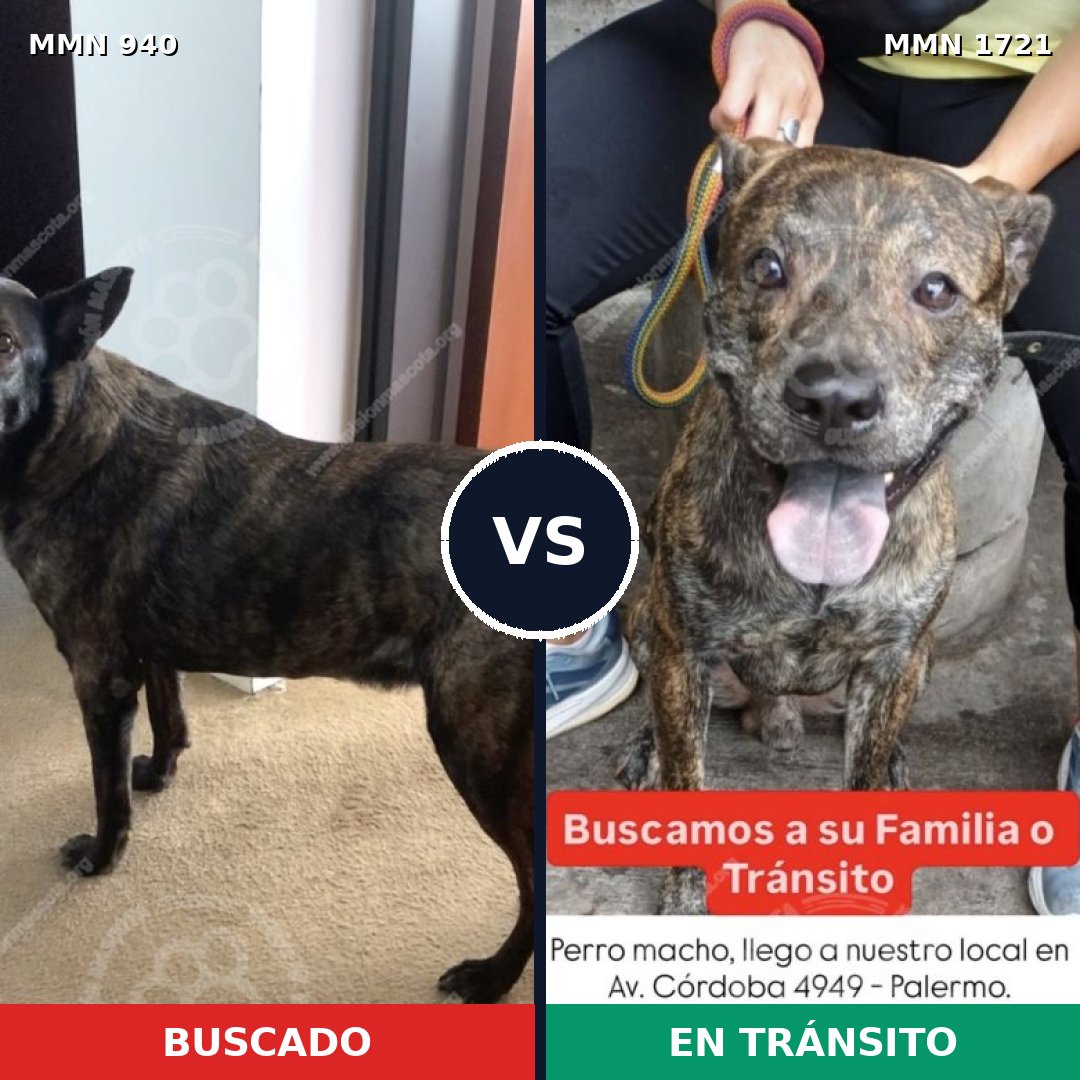 Comparativa MMS 38373: mascota perdida y mascota encontrada, 54% de similitud