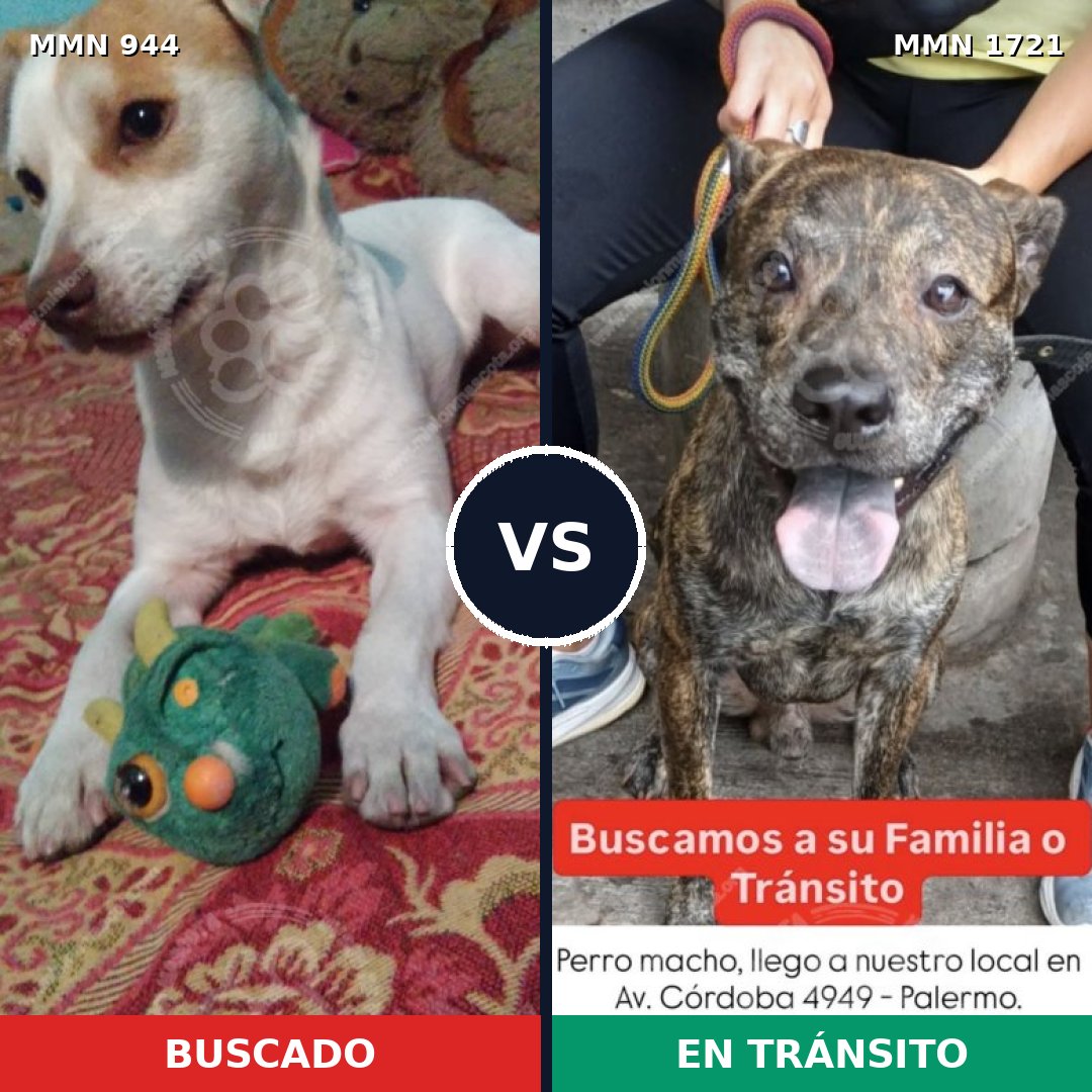 Comparativa MMS 38375: mascota perdida y mascota encontrada, 60% de similitud