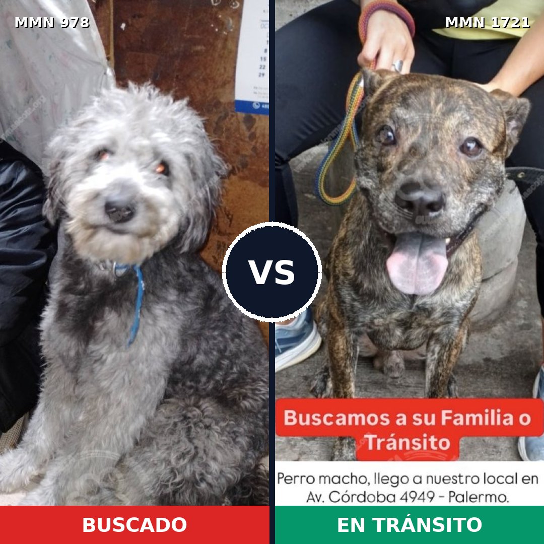 Comparativa MMS 38377: mascota perdida y mascota encontrada, 55% de similitud