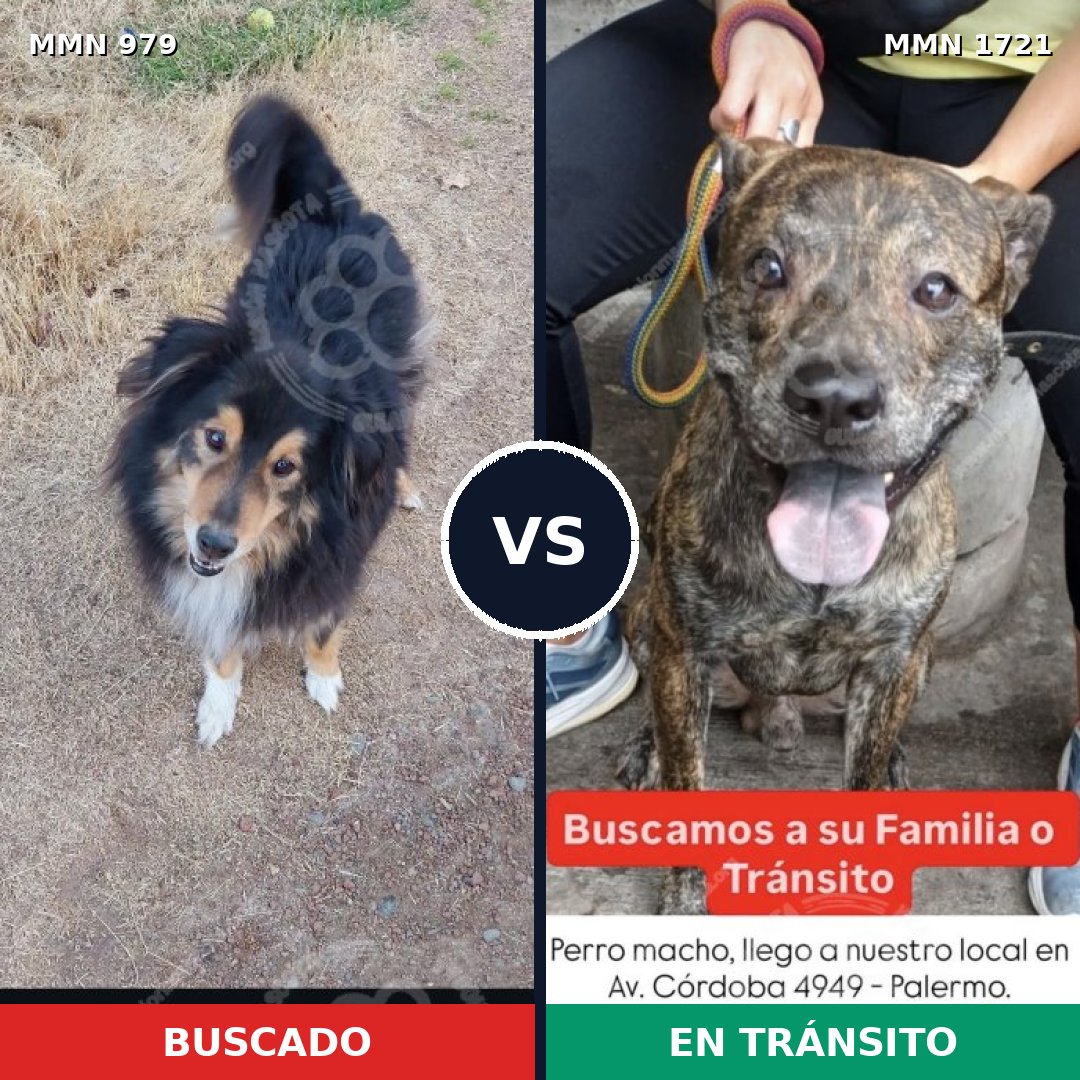 Comparativa MMS 38378: mascota perdida y mascota encontrada, 37% de similitud