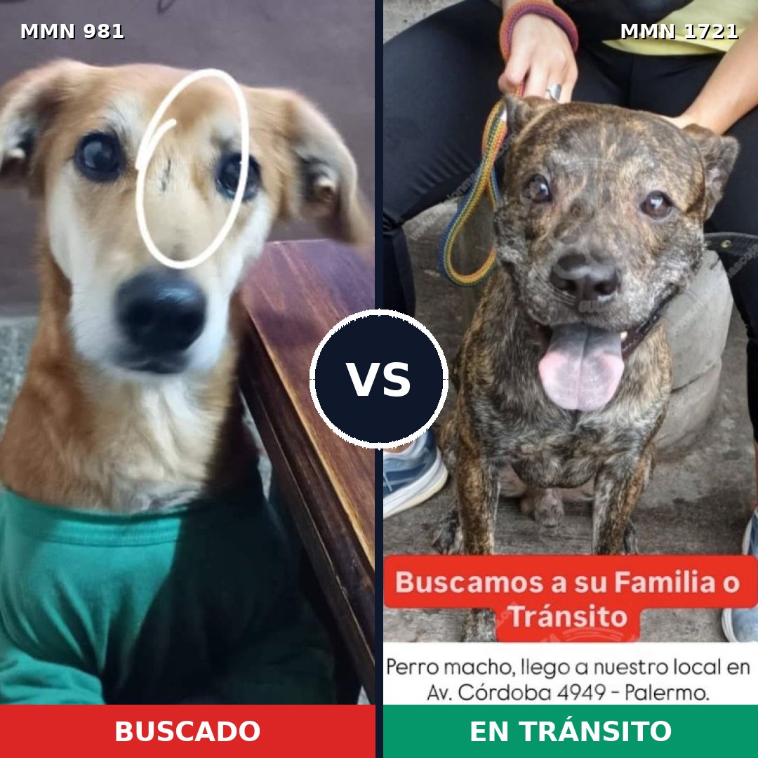Comparativa MMS 38379: mascota perdida y mascota encontrada, 80% de similitud