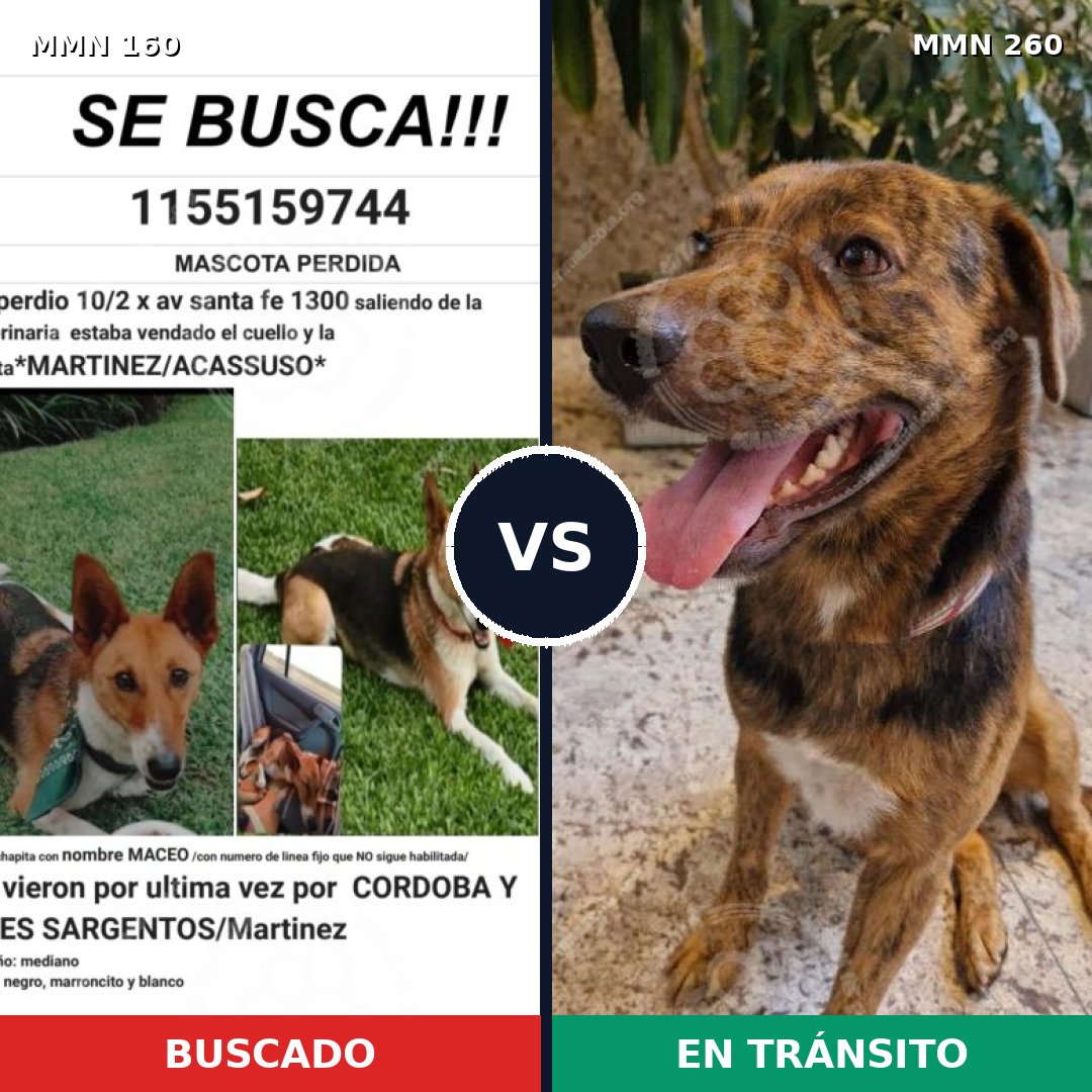 Comparativa MMS 3838: mascota perdida y mascota encontrada, 48% de similitud