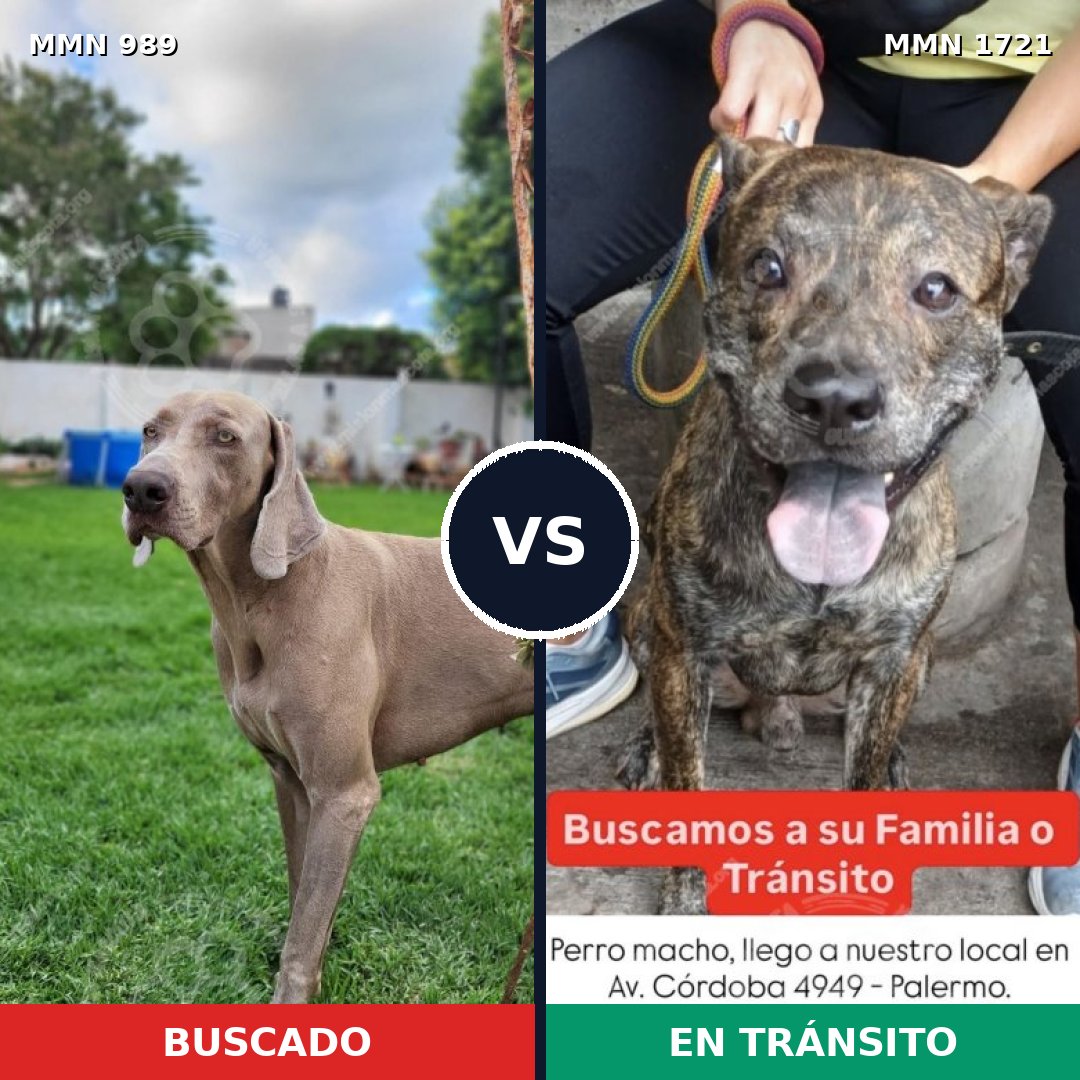 Comparativa MMS 38380: mascota perdida y mascota encontrada, 38% de similitud