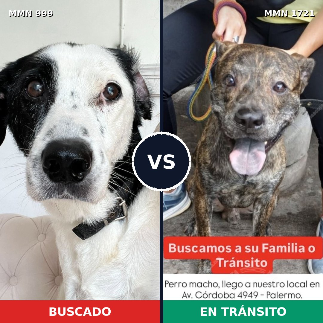Comparativa MMS 38381: mascota perdida y mascota encontrada, 52% de similitud