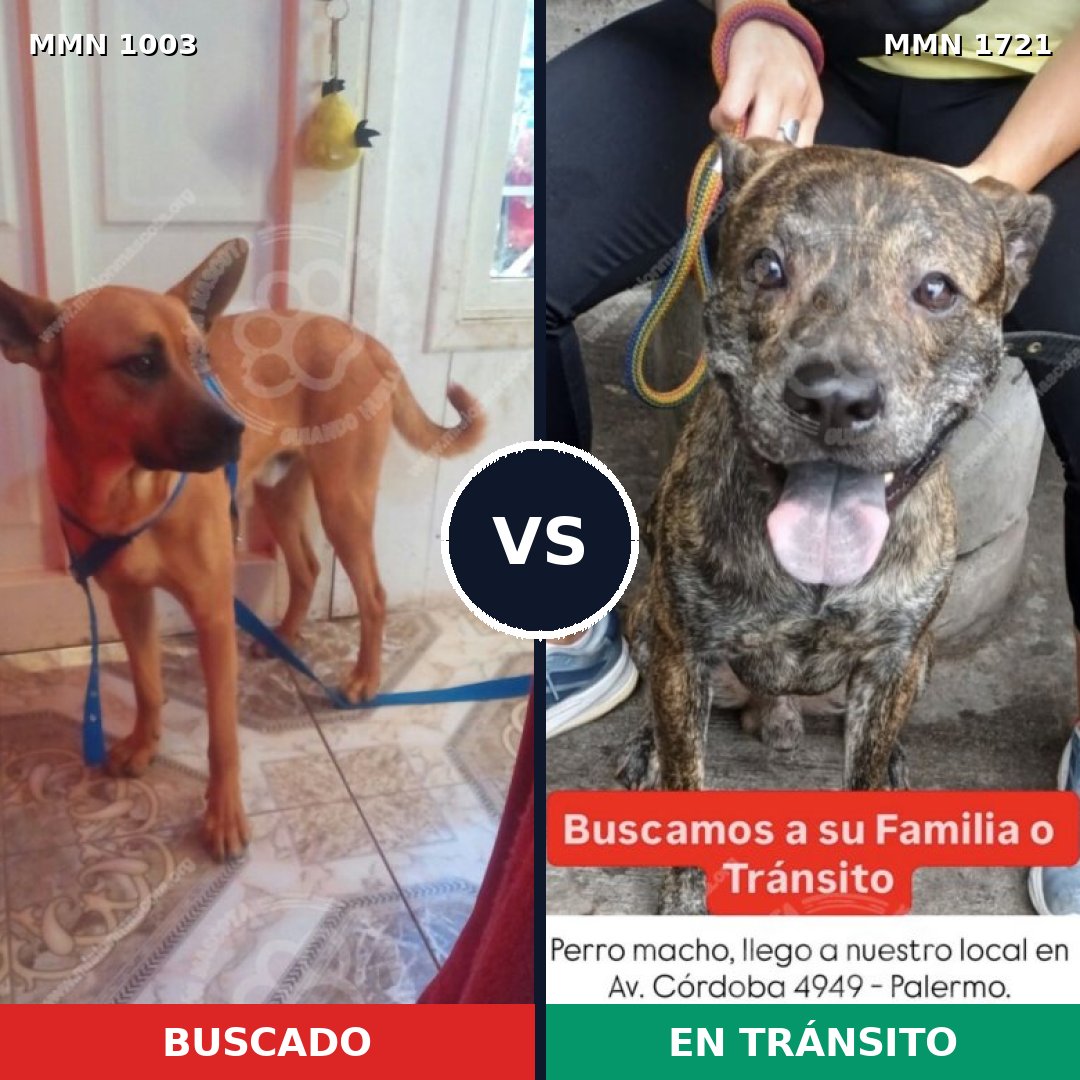 Comparativa MMS 38382: mascota perdida y mascota encontrada, 40% de similitud