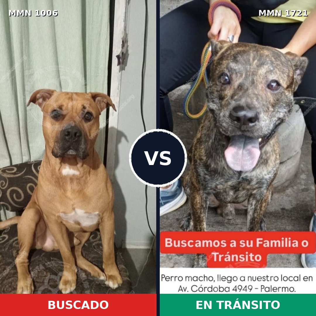 Comparativa MMS 38383: mascota perdida y mascota encontrada, 72% de similitud