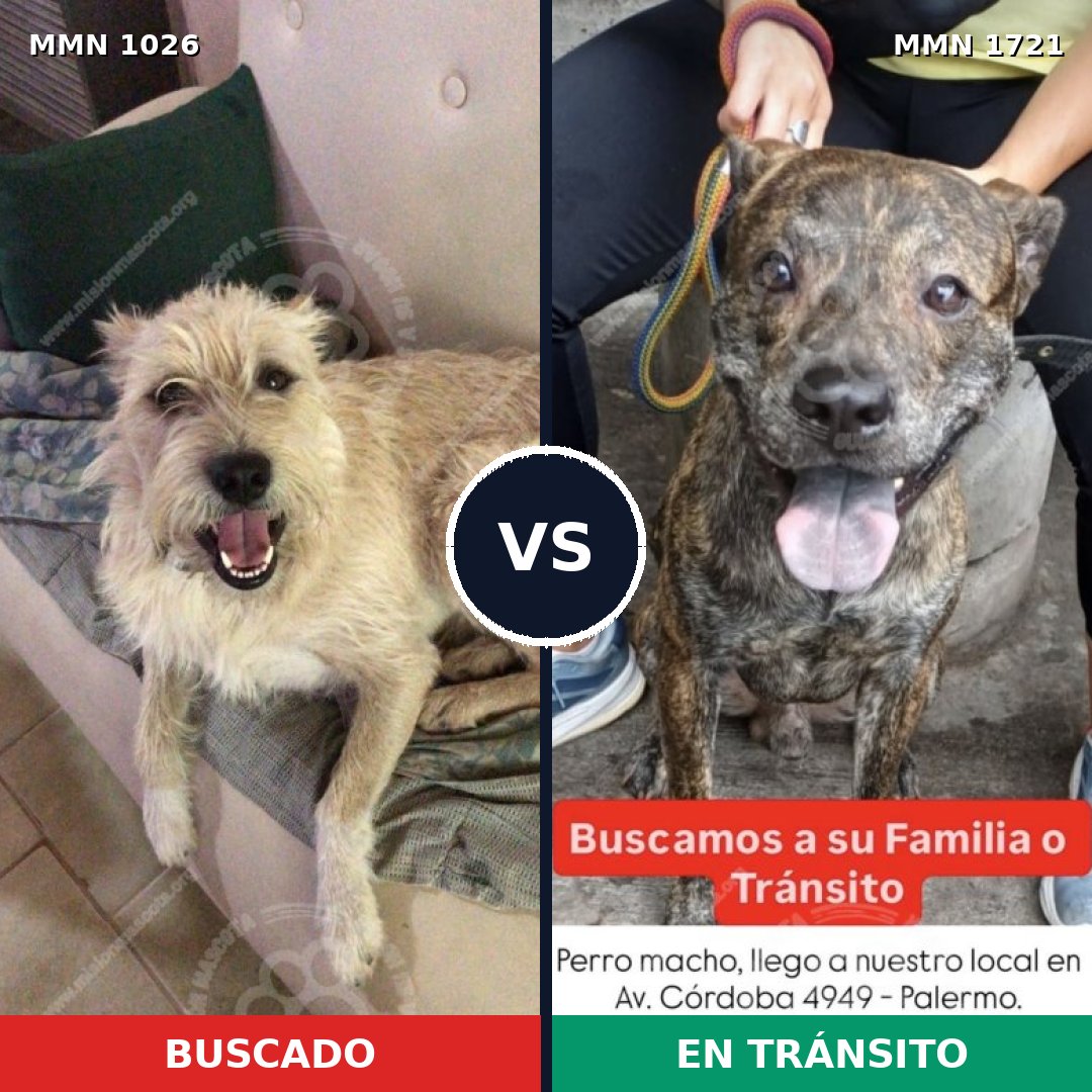 Comparativa MMS 38386: mascota perdida y mascota encontrada, 54% de similitud