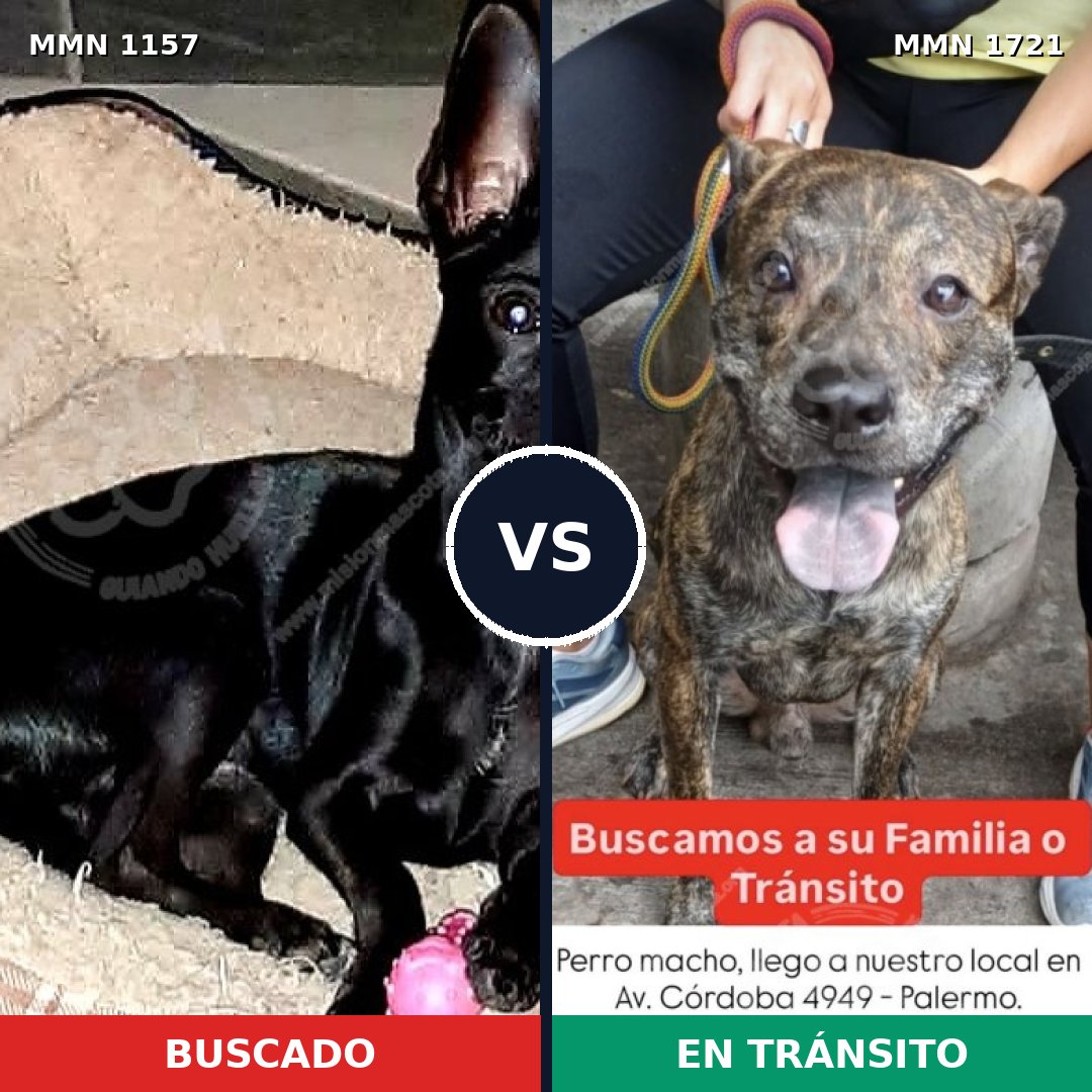 Comparativa MMS 38387: mascota perdida y mascota encontrada, 36% de similitud
