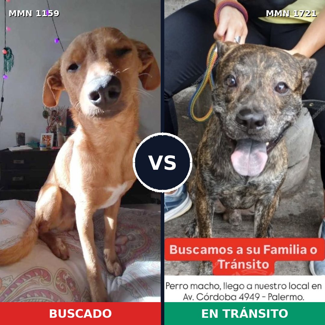 Comparativa MMS 38388: mascota perdida y mascota encontrada, 68% de similitud