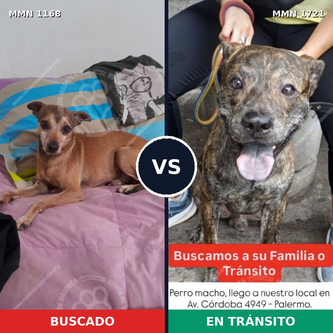 Comparativa MMS 38389: mascota perdida y mascota encontrada, 48% de similitud