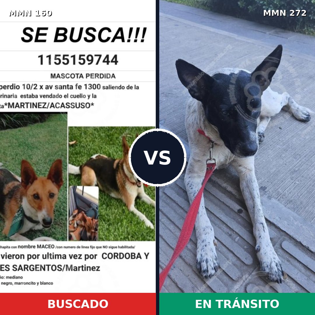 Comparativa MMS 3839: mascota perdida y mascota encontrada, 21% de similitud