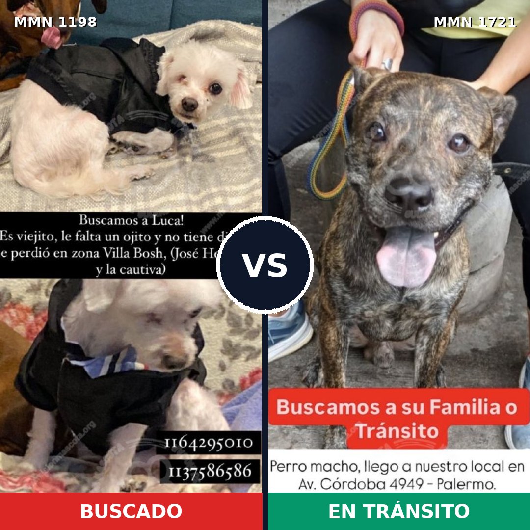 Comparativa MMS 38390: mascota perdida y mascota encontrada, 40% de similitud