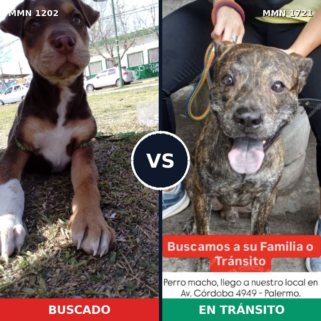 Comparativa MMS 38391: mascota perdida y mascota encontrada, 42% de similitud