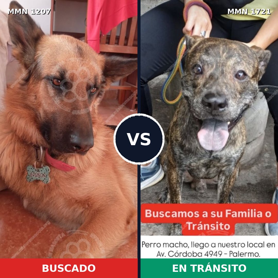 Comparativa MMS 38392: mascota perdida y mascota encontrada, 25% de similitud