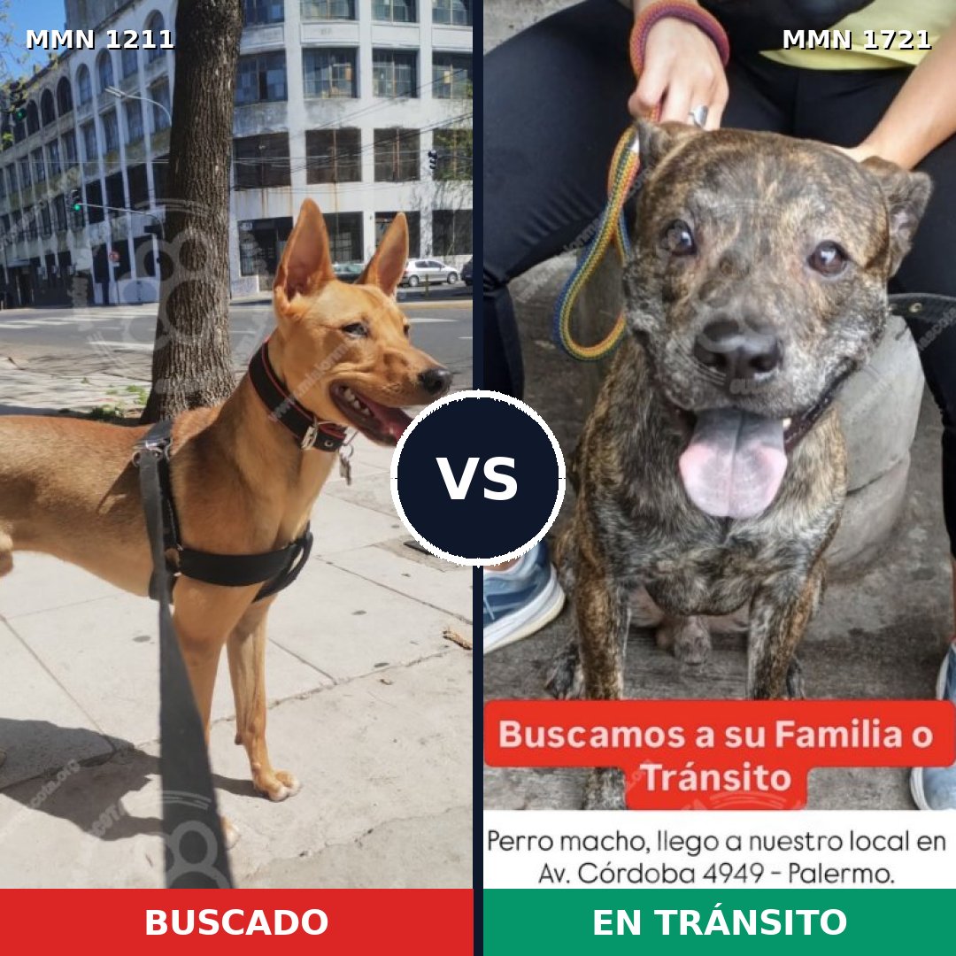 Comparativa MMS 38393: mascota perdida y mascota encontrada, 78% de similitud