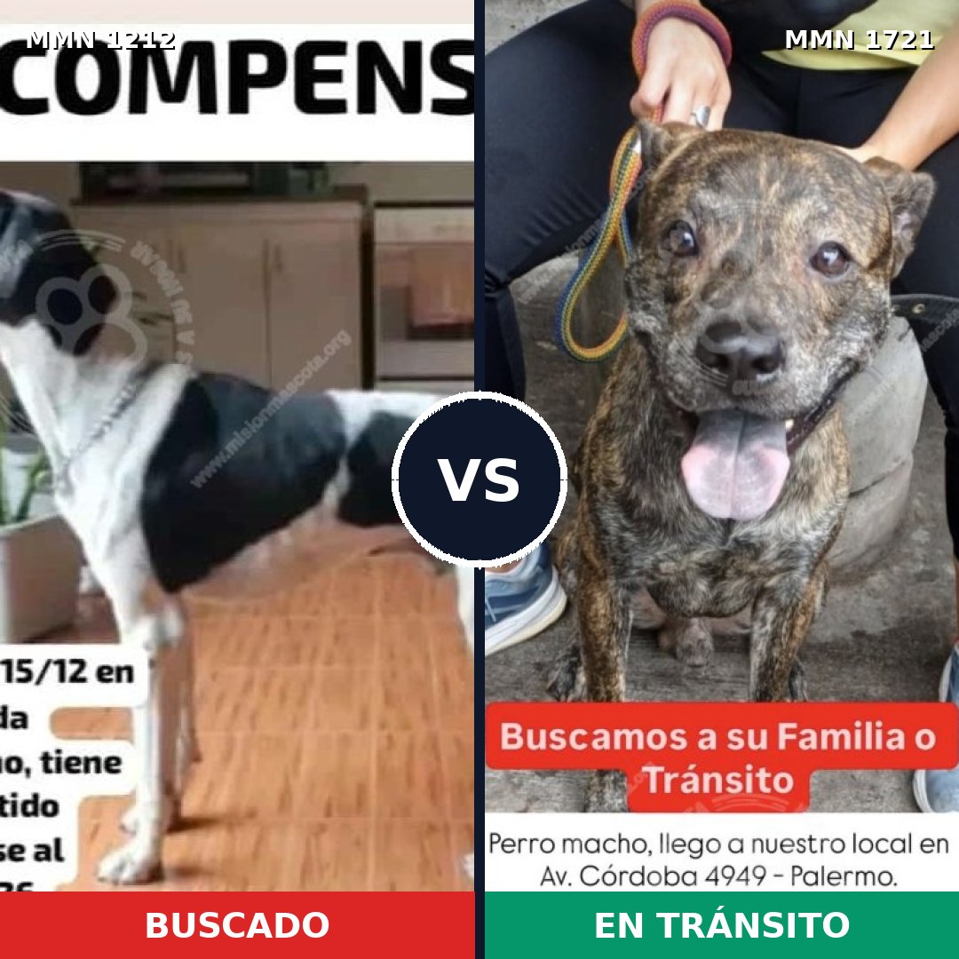 Comparativa MMS 38394: mascota perdida y mascota encontrada, 41% de similitud