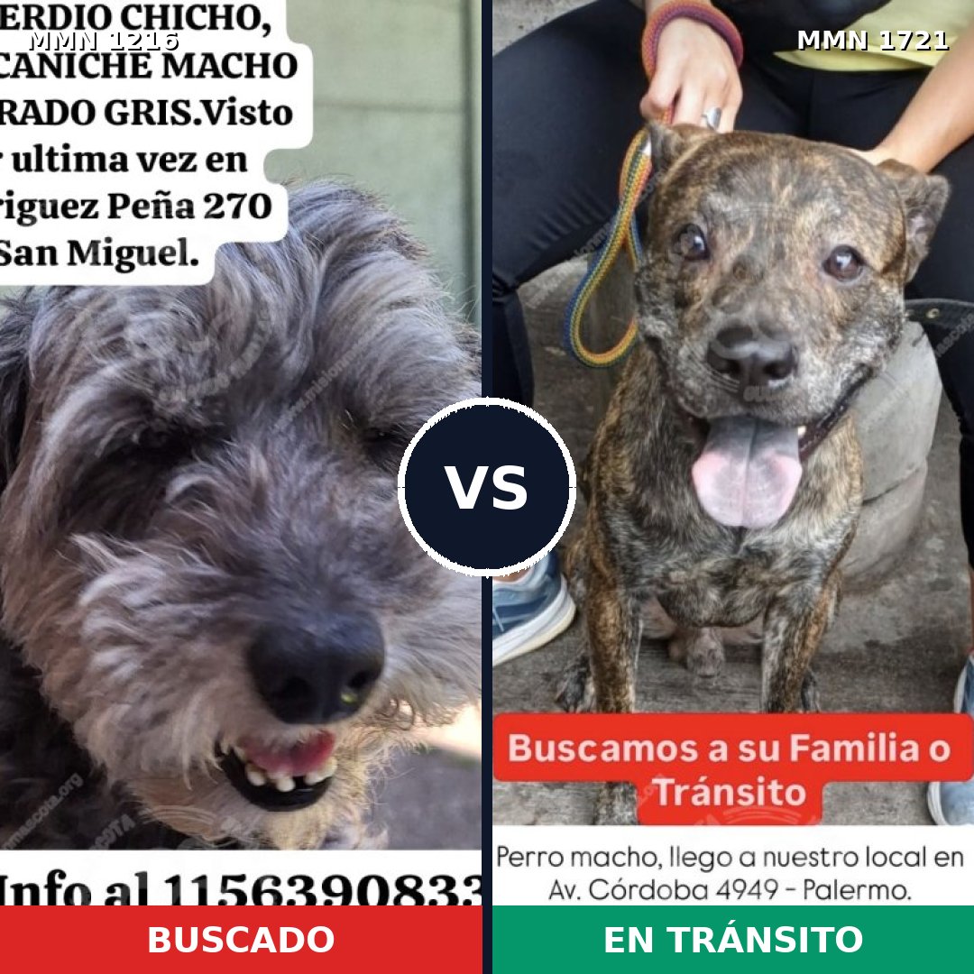 Comparativa MMS 38395: mascota perdida y mascota encontrada, 44% de similitud