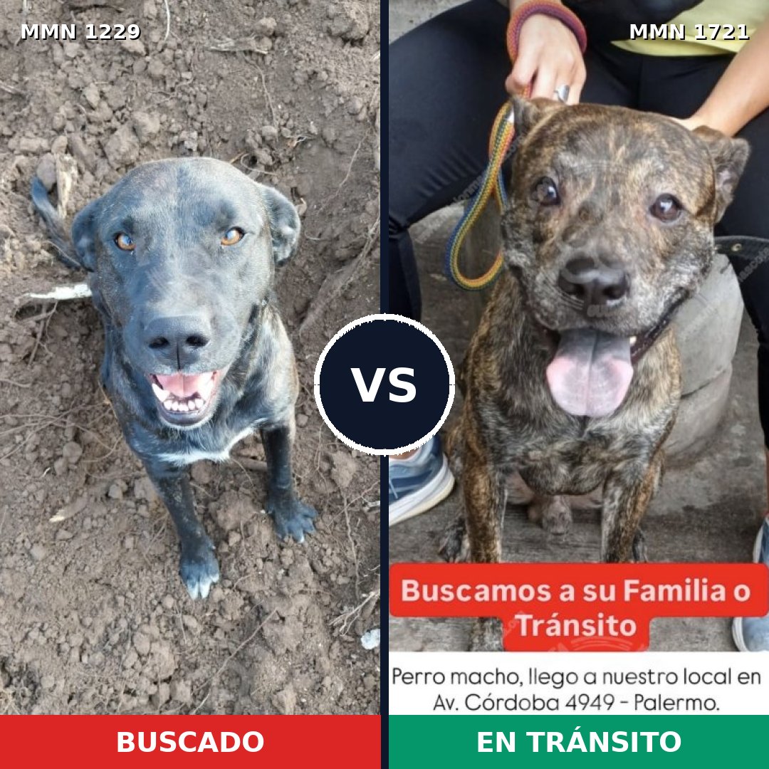 Comparativa MMS 38396: mascota perdida y mascota encontrada, 33% de similitud