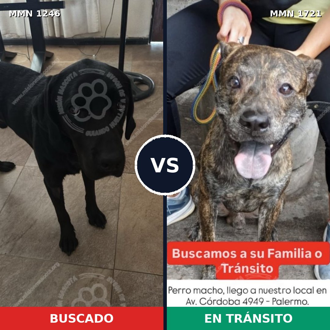 Comparativa MMS 38398: mascota perdida y mascota encontrada, 46% de similitud