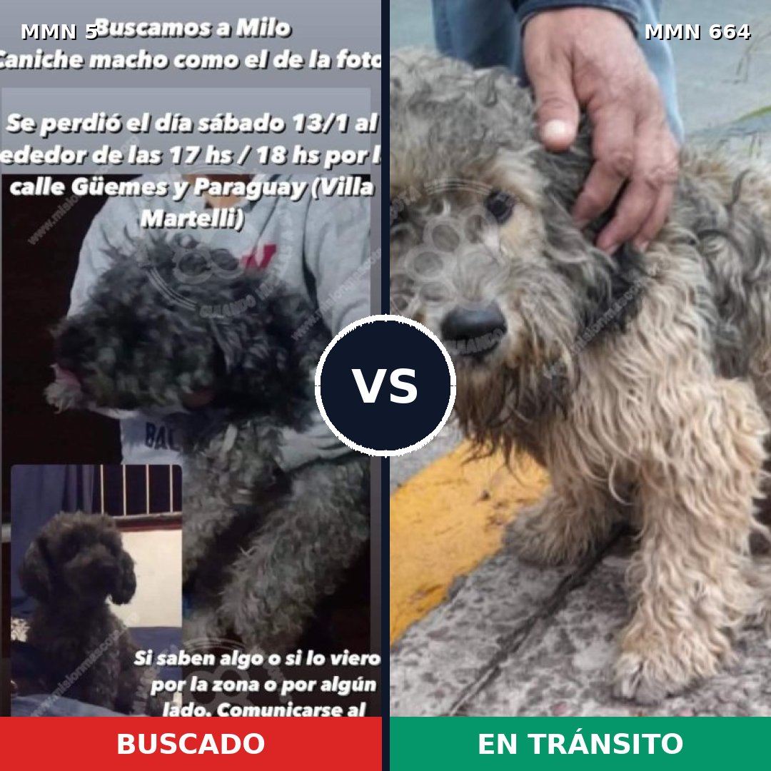 Comparativa MMS 384: mascota perdida y mascota encontrada, 42% de similitud