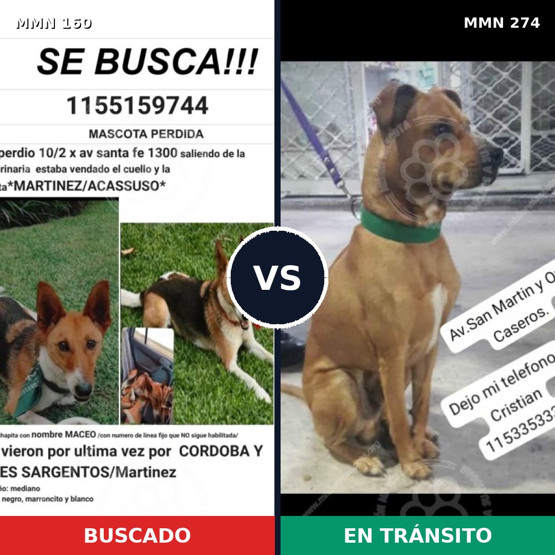 Comparativa MMS 3840: mascota perdida y mascota encontrada, 51% de similitud