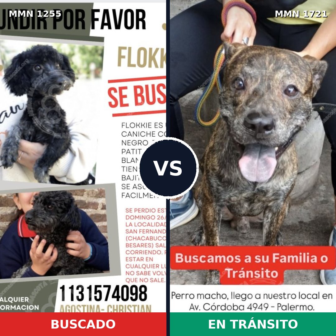 Comparativa MMS 38400: mascota perdida y mascota encontrada, 36% de similitud