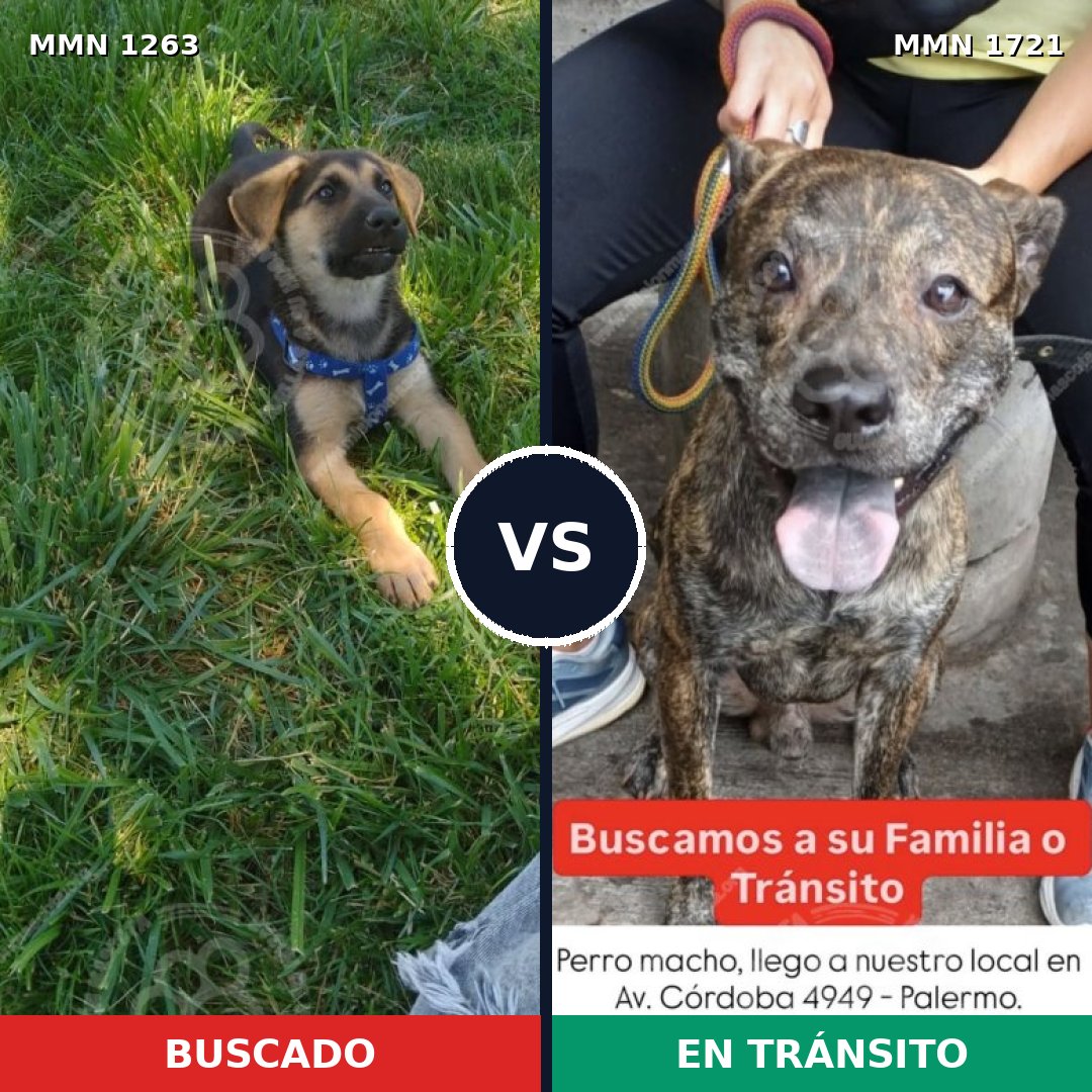 Comparativa MMS 38402: mascota perdida y mascota encontrada, 29% de similitud