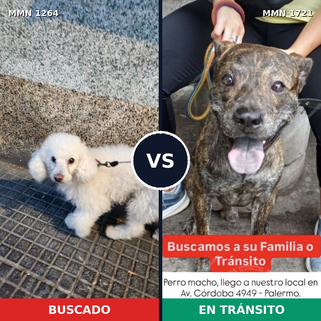 Comparativa MMS 38403: mascota perdida y mascota encontrada, 40% de similitud