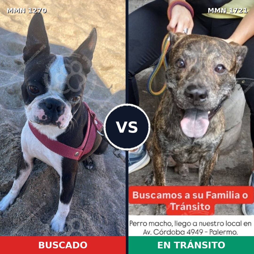 Comparativa MMS 38404: mascota perdida y mascota encontrada, 42% de similitud
