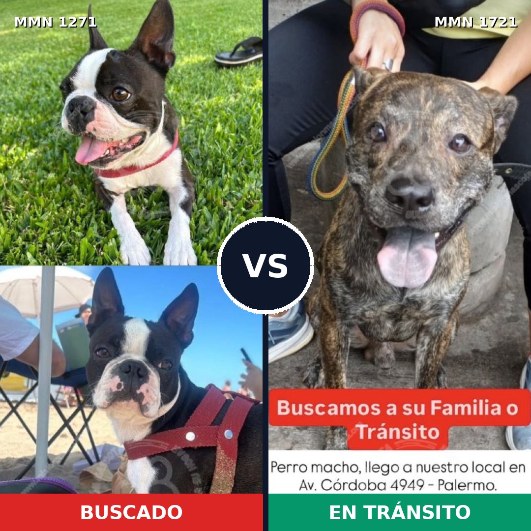 Comparativa MMS 38405: mascota perdida y mascota encontrada, 41% de similitud