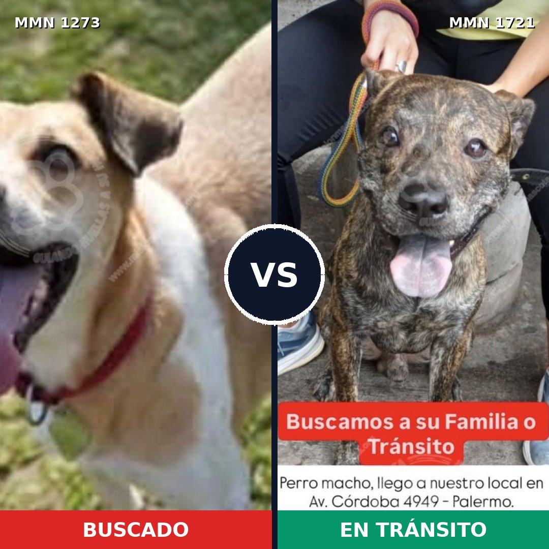 Comparativa MMS 38407: mascota perdida y mascota encontrada, 64% de similitud