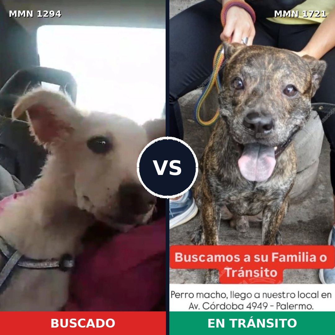 Comparativa MMS 38410: mascota perdida y mascota encontrada, 75% de similitud