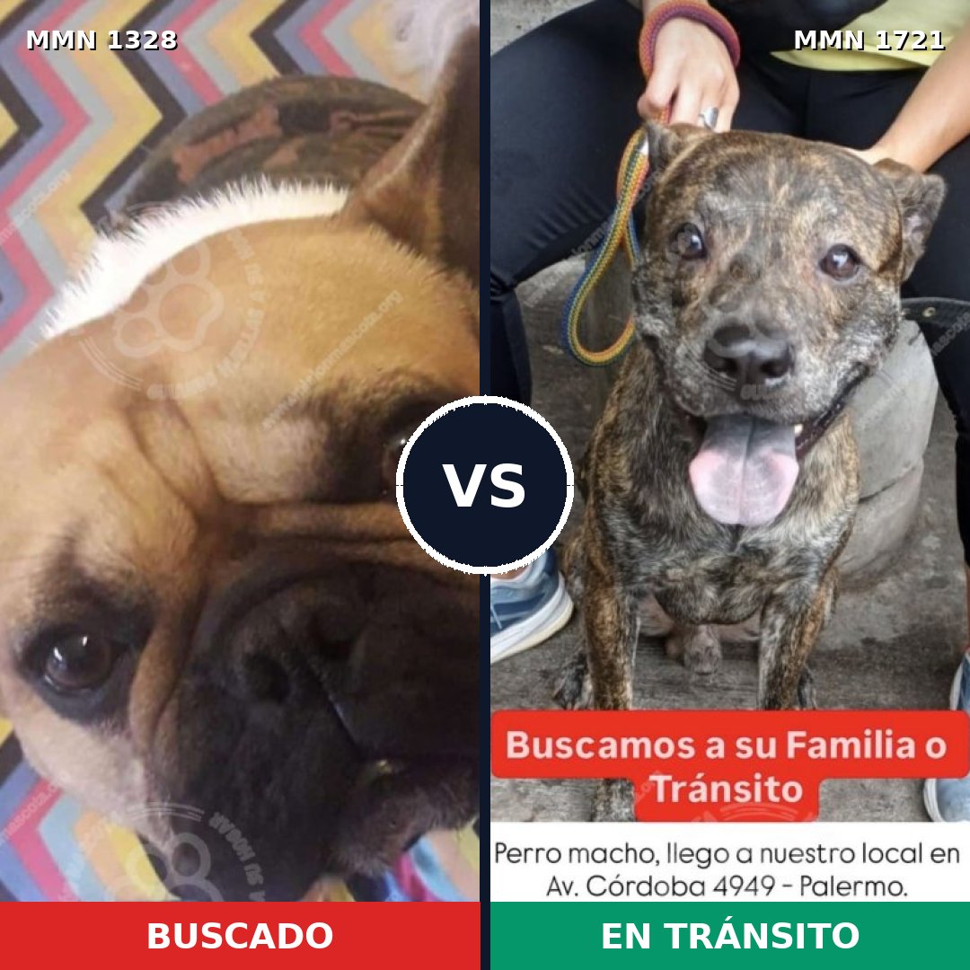 Comparativa MMS 38416: mascota perdida y mascota encontrada, 46% de similitud