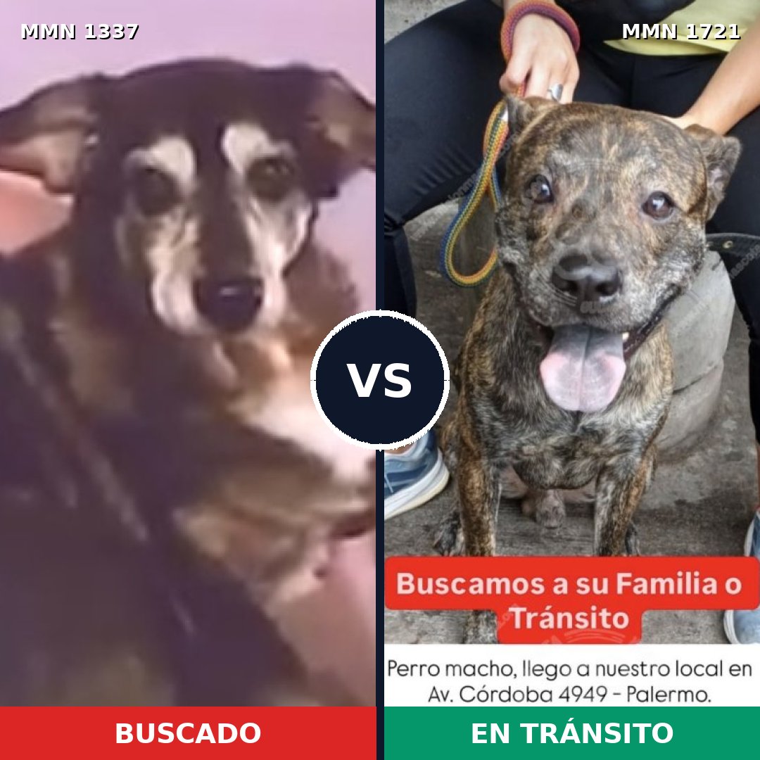 Comparativa MMS 38417: mascota perdida y mascota encontrada, 67% de similitud