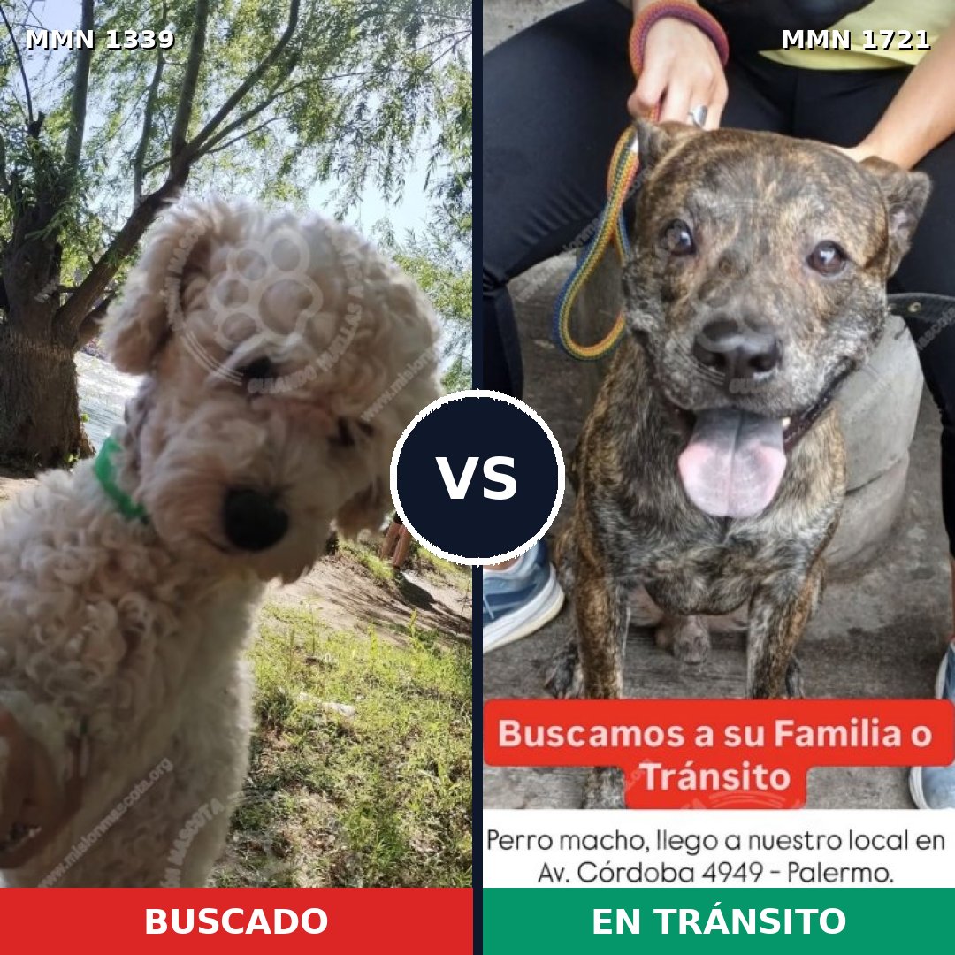 Comparativa MMS 38418: mascota perdida y mascota encontrada, 37% de similitud