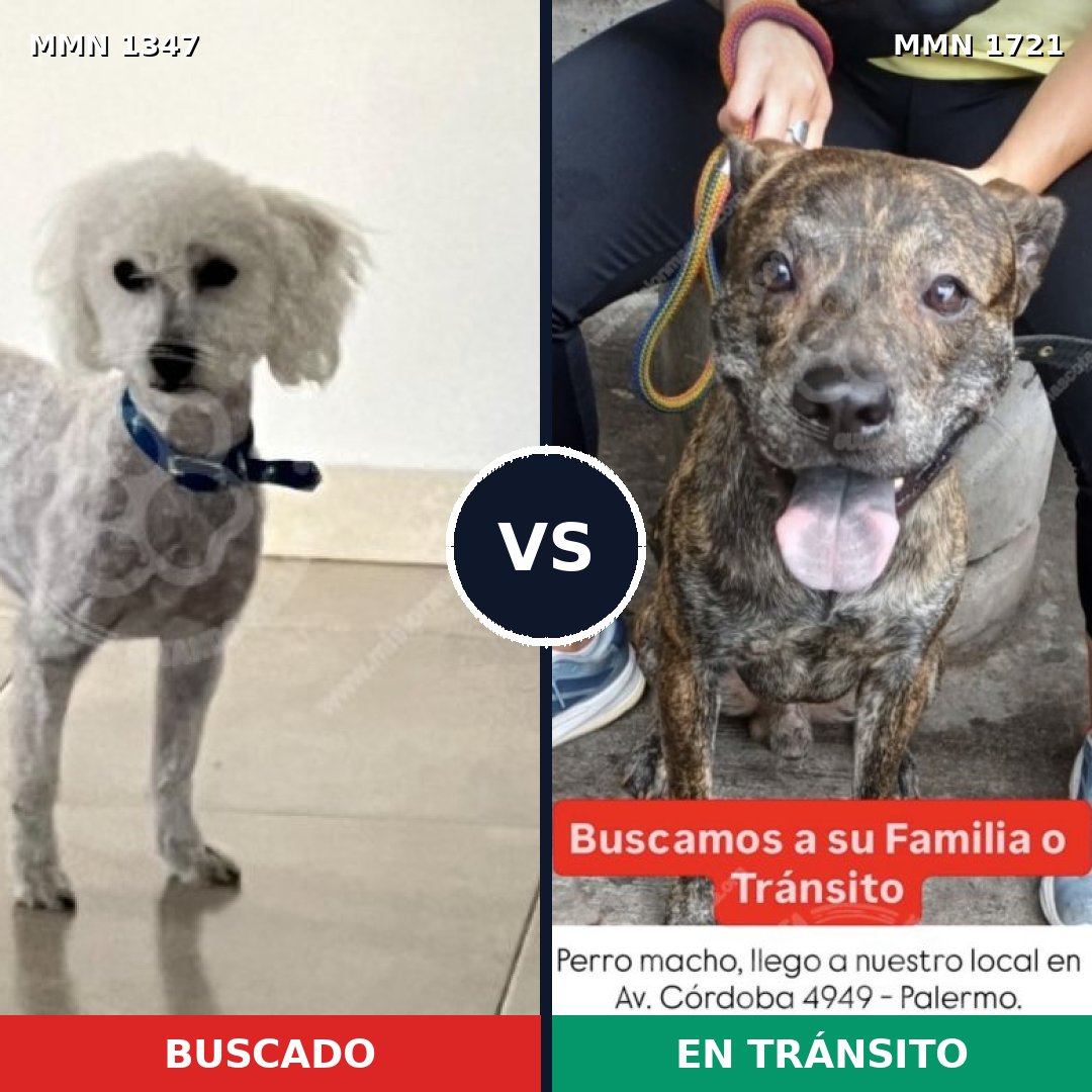 Comparativa MMS 38419: mascota perdida y mascota encontrada, 38% de similitud
